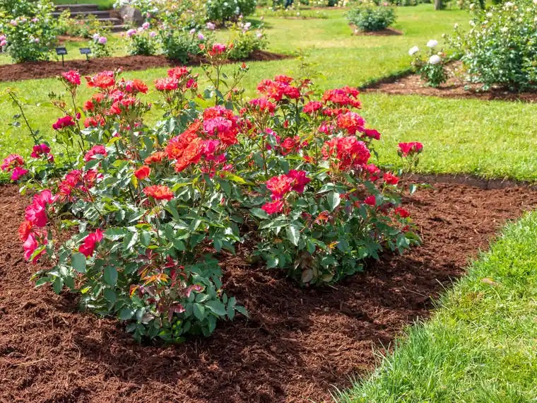 Flower bed maintenance in progress - weeding and soil cultivation to prevent compaction and improve soil structure