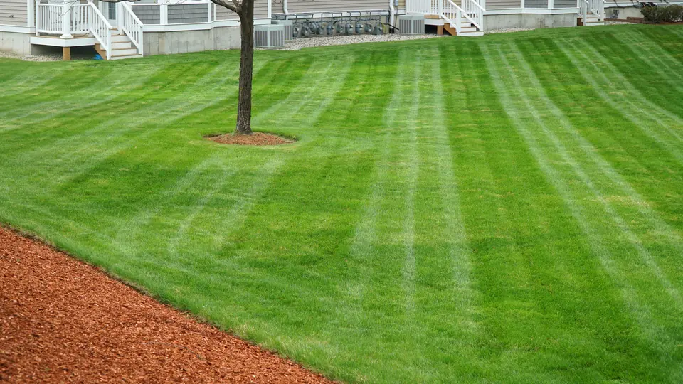 Residential lawn mowed at the correct height - dense, healthy turf