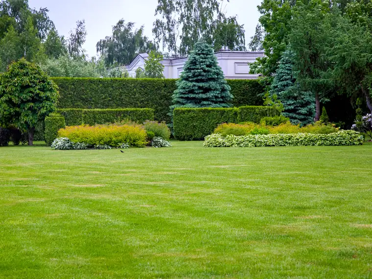 Comparison of lawn mowed at correct height versus scalped lawn - showing the difference in turf density and color