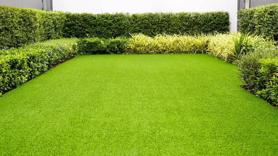 Lawn seeding preparation in late spring in North Florida