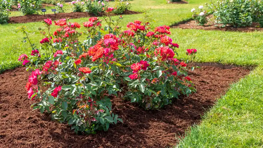 Benefits of mulching for weed control and moisture retention